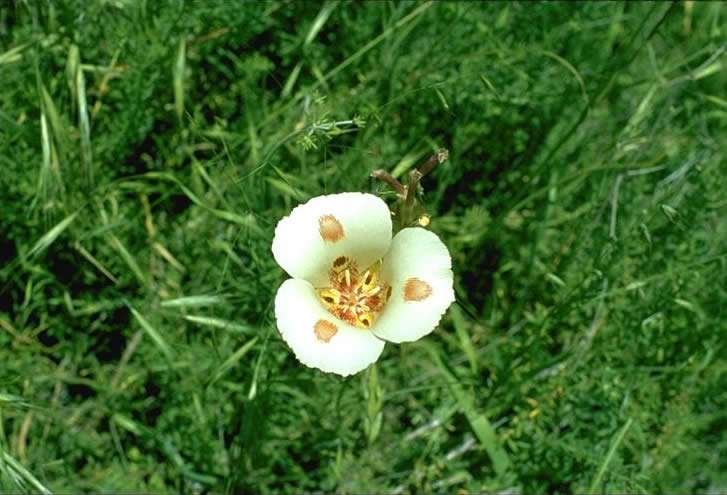 Mariposa Lily